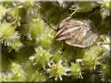 Larve de Graphosoma italicum, la  Punaise arlequin