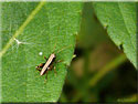 Larve de sauterelle Pholidoptera griseoaptera