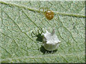 Paidiscura (Theridion) pallens et son cocon