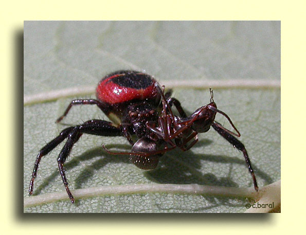 Araignée Napoléon capturant une fourmi