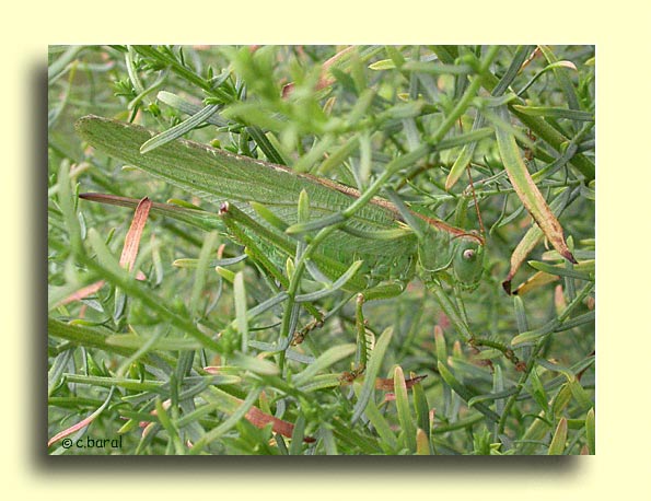 Tettigonia viridissima