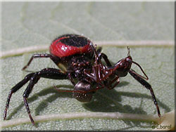 Synaema globosum capturant une fourmi
