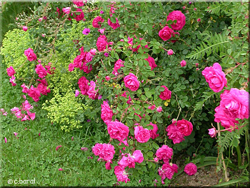 Rosier Cerise Bouquet