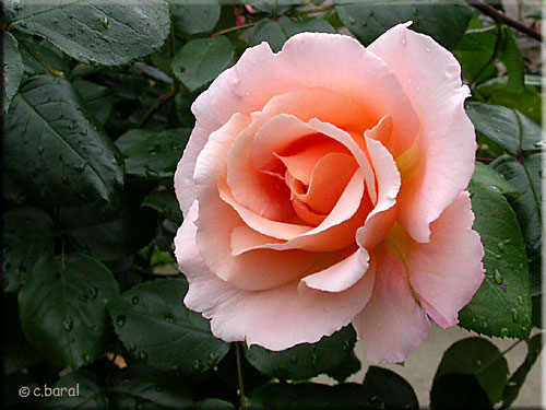 Rose 'Opaline', syn. 'Coraline'