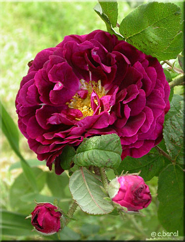 rose 'Tuscany Superb'