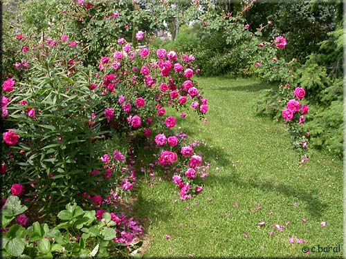 Rosier 'Cerise Bouquet'