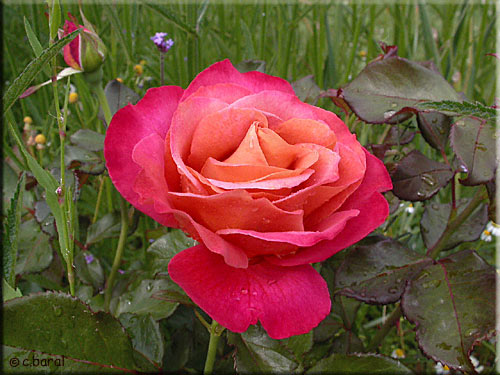 Rose 'Belle Epoque'