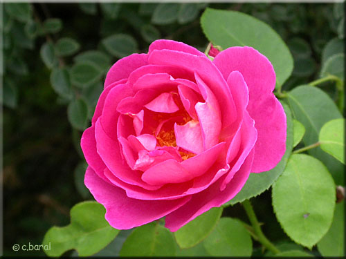 Rose 'The Herbalist'
