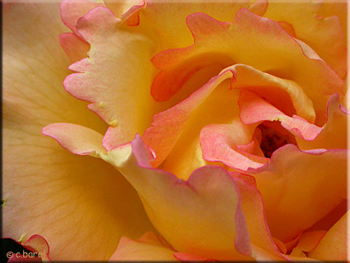 Fleur du rosier Emeraude d'Or