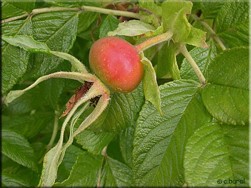 Fruit de Rosa rugosa scabrosa