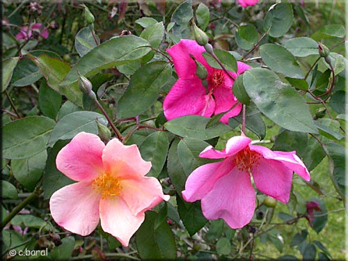 Fleurs de Rosa Mutabilis