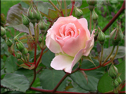 Rose 'Pénélope'