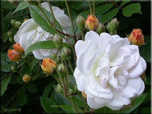 Roses 'Ghislaine de Féligonde'