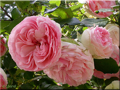 Roses 'Pierre de Ronsard'