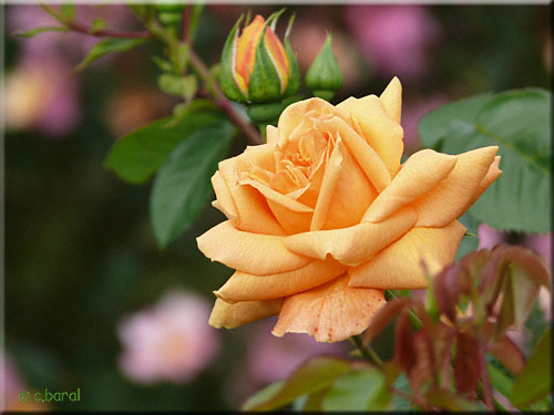 Rose 'Chevreuse'