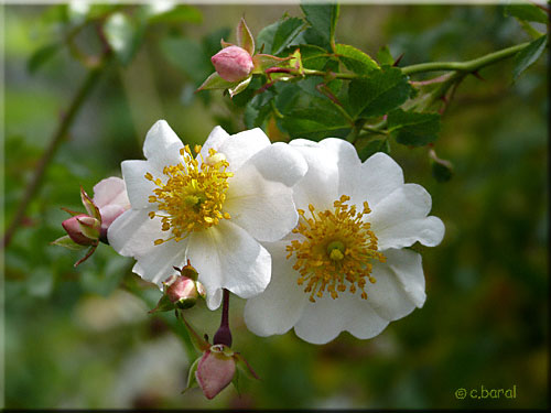 Rose 'Lac Blanc'