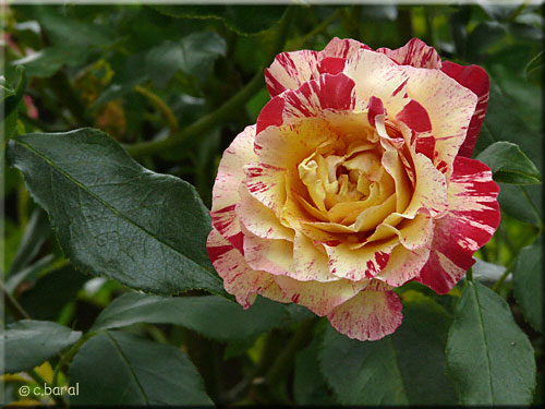 Rose 'Claude Monet'
