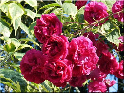 Rosier Cerise Bouquet
