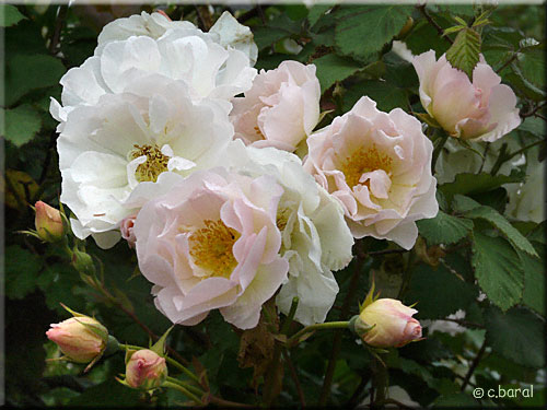 Roses 'Pénélope'