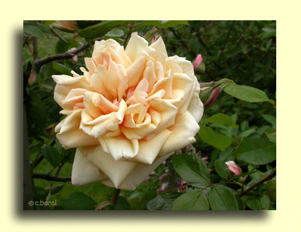 Rosier Bouquet d'Or