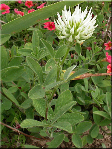 Trifolium ochroleucon, Trèfle beige ou  Grand Trèfle blanc