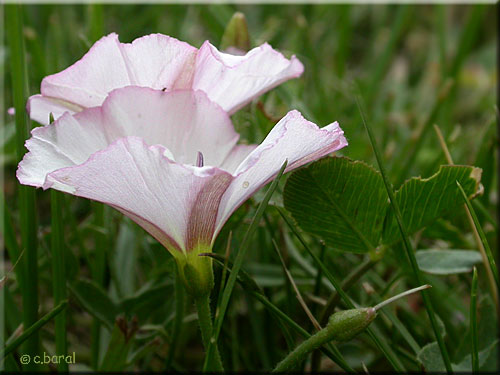 Fleurs de Convolvulus arvensis, Liseron des champs