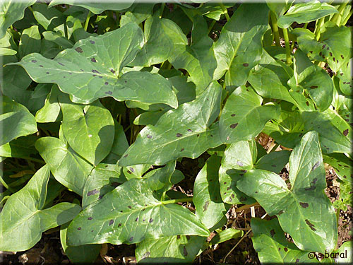 Gouet maculé, Arum maculatum