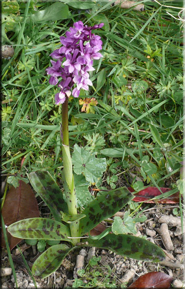 Orchis mâle, Orchis mascula