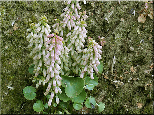 Nombril-de-Vnus (hampe florale)