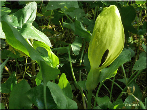 Spadice du Gouet maculé, Arum maculatum