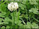 Trèfle blanc, Trifolium repens