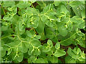 Euphorbe des jardiniers, Euphorbia peplus