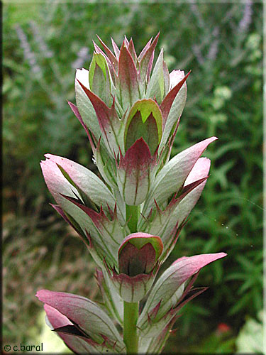 Fleur d'Acanthus mollis, Acanthe mollis