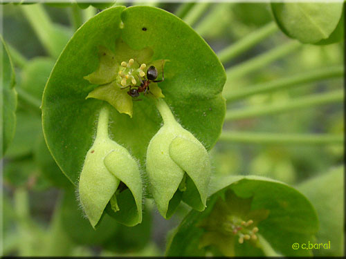 Fleurs d'Euphorbia characias 'Wulfenii'