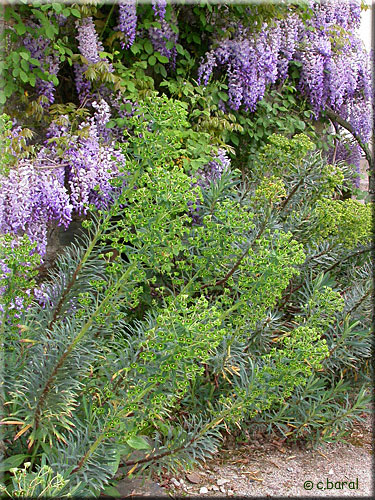 Euphorbia characias,Euphorbe des garrigues ou des vallons