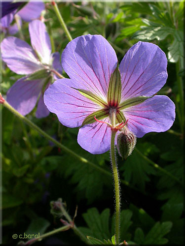 Fleur du Géranium 'Johnson's blue'