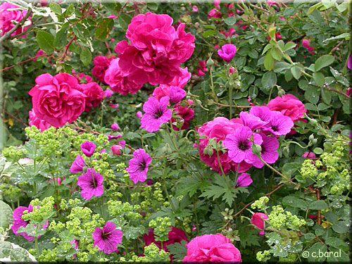 Géranium vivace psilostemon, Rose 'Cerise Bouquet' et Alchemille