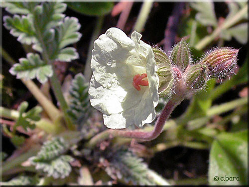 Erodium chrysanthum, fleurs