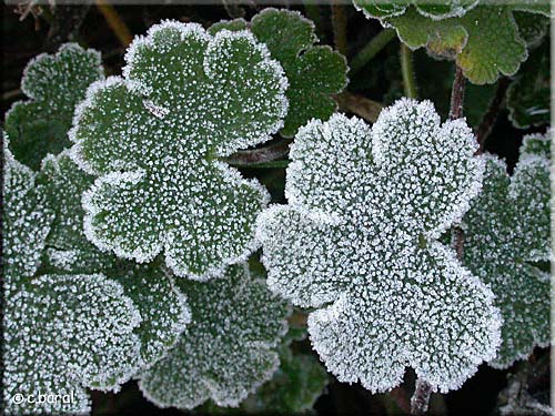Geranium renardii en hiver