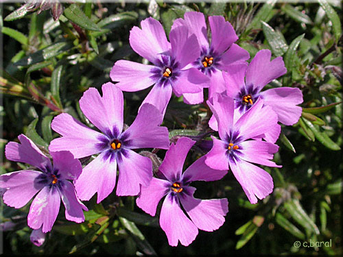 Phlox mousse 'Purple Beauty'
