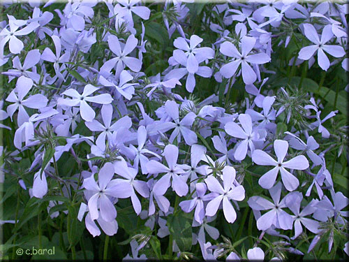 Fleurs du Phlox divaricata 'Blue Perfume'