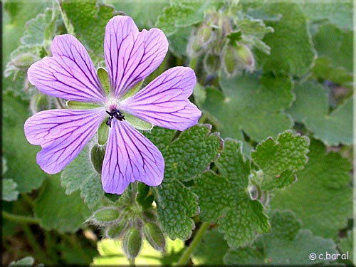 Fleur du Geranium 'Philippe Vapelle'