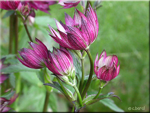 Astrantia major 'Claret', fleur