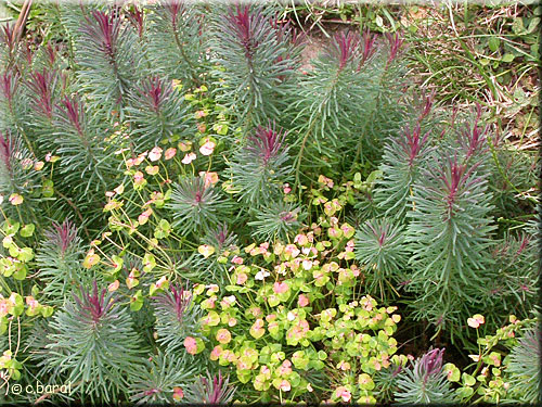 Euphorbia cyparissias 'Clarice Howard'