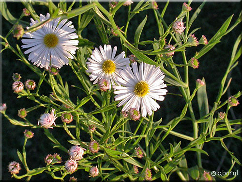 Boltonie faux aster 'Snoxbank', Boltonia asteroides