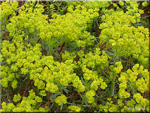 Euphorbe petit-cyprès 'Clarice Howard', Euphorbia cyparissias