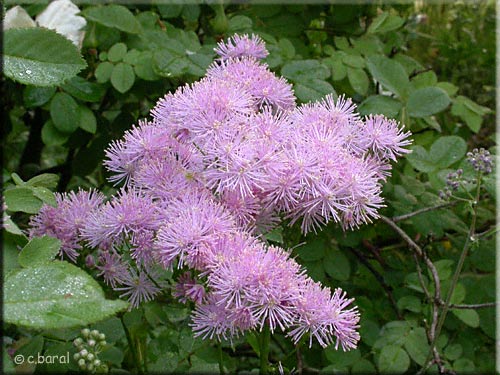 Fleurs du Thalictrum aquilegifolium (Pigamon)