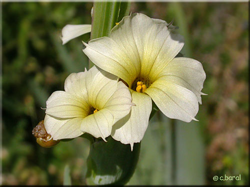 Sisyrinchium striatum (fleur)