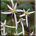 Fleurs de Saxifraga cortusifolia
