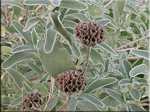 Phlomis fruticosa en hiver